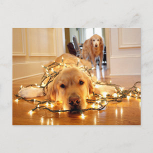 Söt Golden Retriever intrasslad Vykort