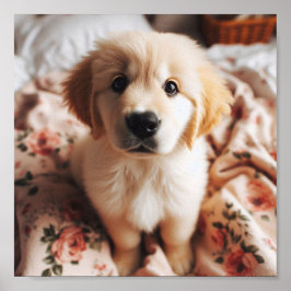 Söt Golden Retriever puppy ögon Poster