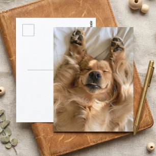 Söt Golden Retriever Sovande Hund Tass Vykort