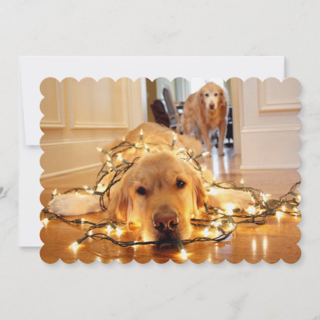 Söt Golden Retriever trasslade upp sig (Framsida)