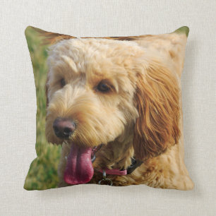 Söt Goldendoodle Hund Kudde