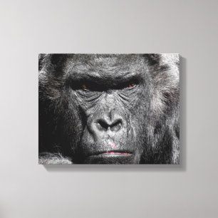 Söt gorilla-ansikte stirrar intensivt insvept canv canvastryck