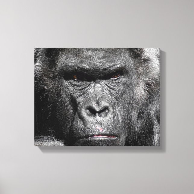 Söt gorilla-ansikte stirrar intensivt insvept canv canvastryck (Framsida)