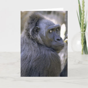 Söt gorilla kort