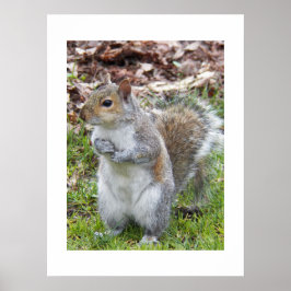 Söt grå ekorre natur poster