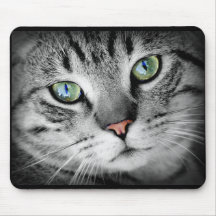 Söt Grå Kattunge Katt Ansikte Musmatta