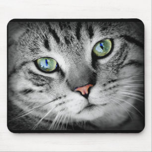 Söt Grå Kattunge Katt Ansikte Musmatta