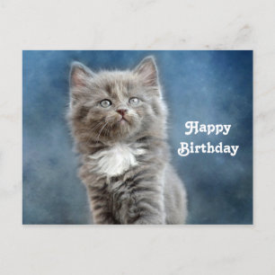 Söt grå och vit kattunge fotobirthday vykort