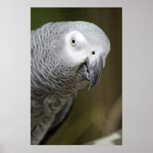 söt grå papegoja poster
