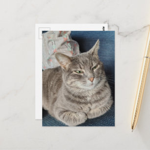 Söt Grå Tabby Katt Vykort