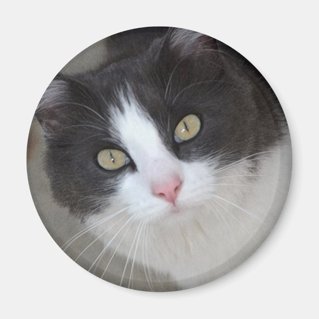 Söt grått och vit katt magnet (Framsidan)