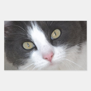 Söt grått och vit katt rektangulärt klistermärke