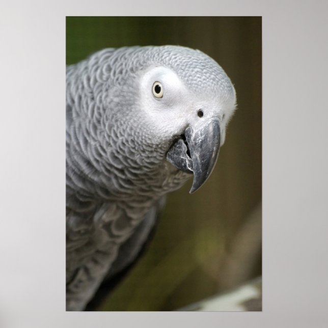 söt grått parrot poster (Framsidan)