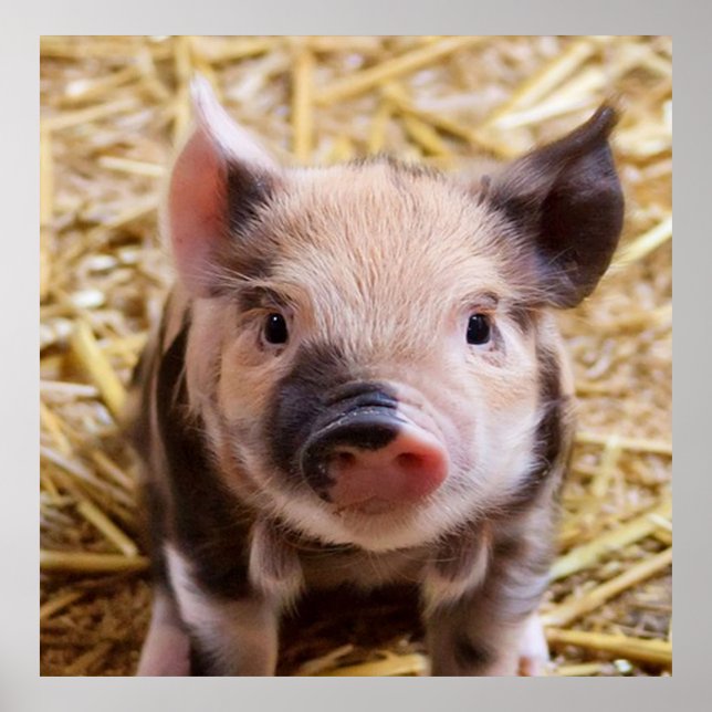 söt gris poster (Framsidan)