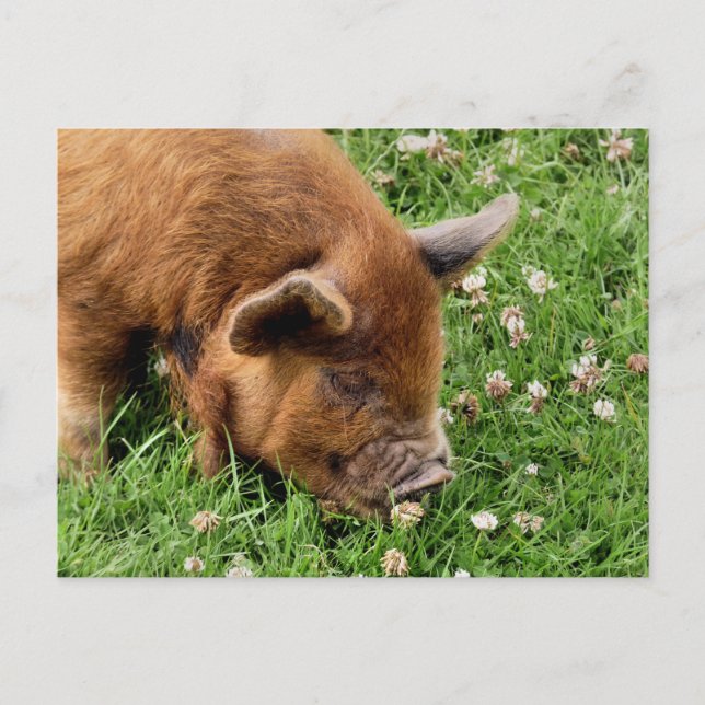 SÖT GRIS VYKORT (Framsida)