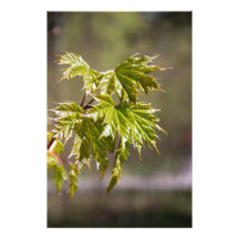 Söt grön lönnkvist med små blad