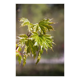 Söt grön lönnkvist med små blad  fototryck