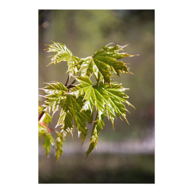 Söt grön lönnkvist med små blad  fototryck (Framsidan)