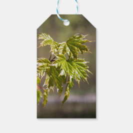Söt grön lönnkvist med små blad presentetikett