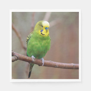 Söt Grönt Budgie Photo Pappersservett