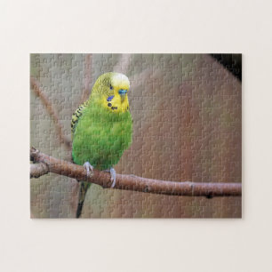 Söt Grönt Budgie Photo Pussel