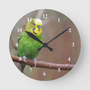 Söt Grönt Budgie Photo Rund Klocka