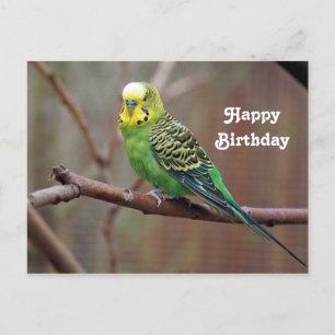 Söt Grönt Parakeet Photo Birthday Vykort