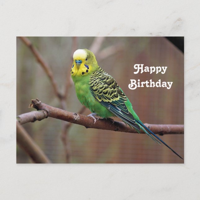 Söt Grönt Parakeet Photo Birthday Vykort (Framsida)