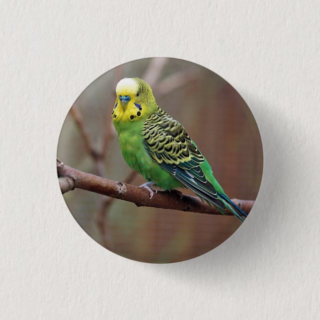Söt Grönt Parakeet Photo Knapp (Framsida)