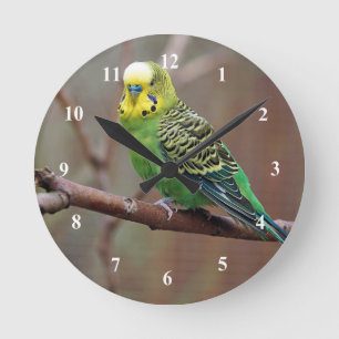 Söt Grönt Parakeet Photo Rund Klocka