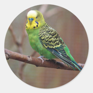 Söt Grönt Parakeet Photo Runt Klistermärke