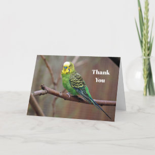Söt Grönt Parakeet Photo Tack Kort