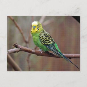 Söt Grönt Parakeet Photo Vykort