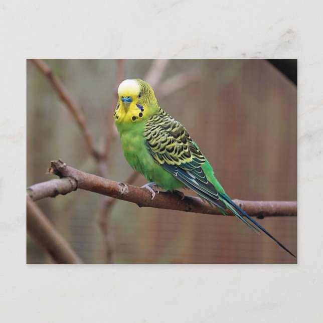 Söt Grönt Parakeet Photo Vykort (Framsida)