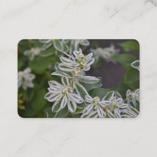 Söt Grönt White Flowers Blommigt Fern Garden Visitkort
