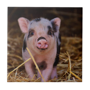 Söt gullig gris kakelplatta