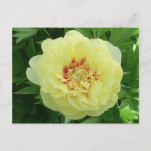 Söt Gult Bartzella Peony Flower Bloom PC Helg Vykort