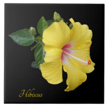 Söt gult hibiscus på svart