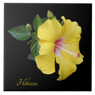 Söt gult hibiscus på svart kakelplatta