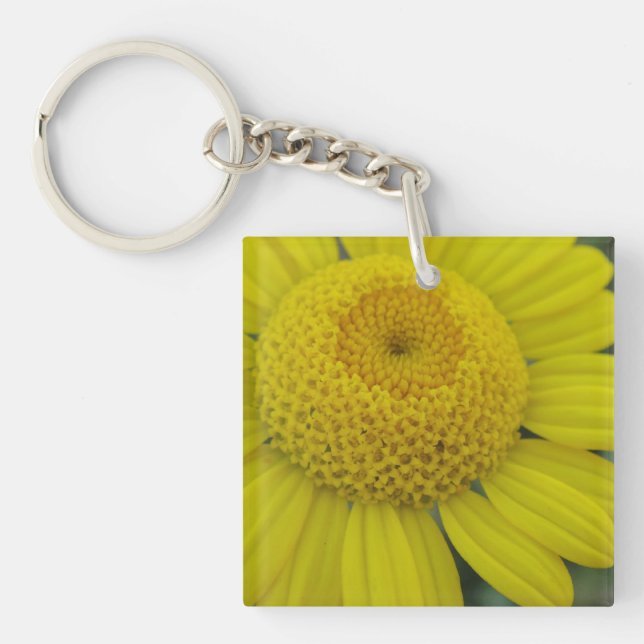 Söt gult marguerite (Framsidan)
