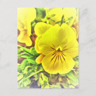 Söt Gult Pansies Pansy Flowers Sunny Garden Vykort