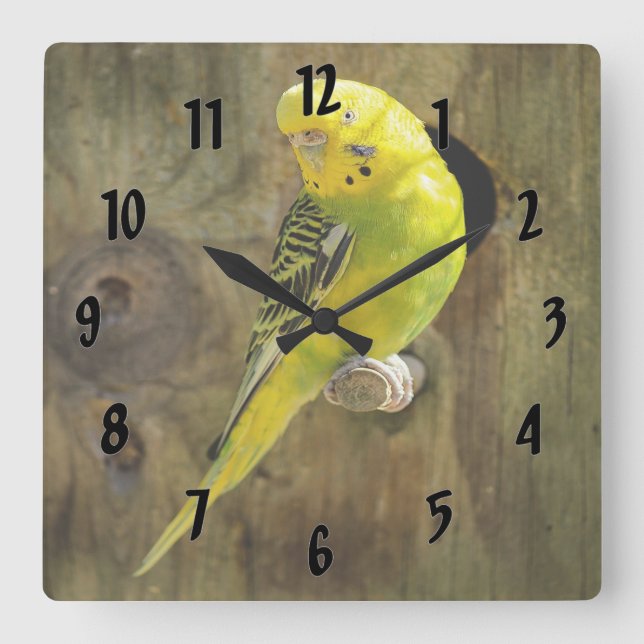 Söt Gult Parakeet Fyrkantig Klocka (Framsida)