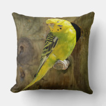 Söt Gult Parakeet