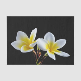 Söt Gult Plumeria Blommigt Photo