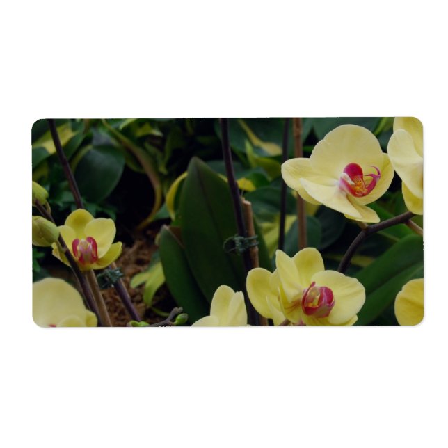 Söt Gult & Red Phalaenopsis Orchids Fraktsedel (Framsidan)