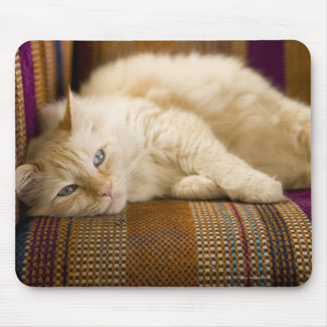 Söt gult tabbi katt på soffan. musmatta (Framsidan)