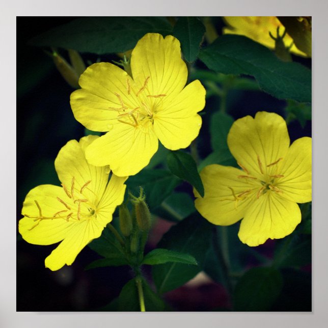 Söt Gult Vild Geranium Flowers Poster (Framsidan)