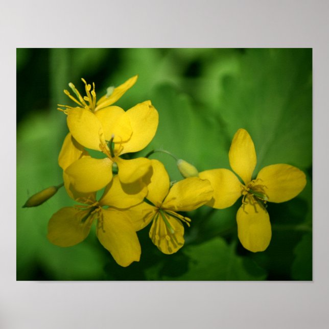 Söt Gult Vild Geranium Flowers Poster (Framsidan)