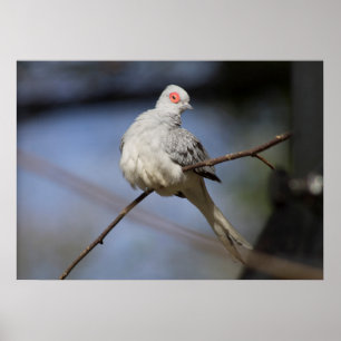 Söt härlig diamantduva poster