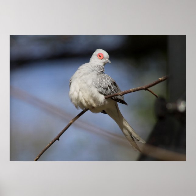 Söt härlig diamantduva poster (Framsidan)